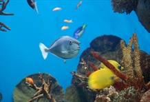 Barcelona Aquarium